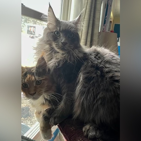 Meet your Posher, Rachelle(Rachel) - Picture 6 of 6